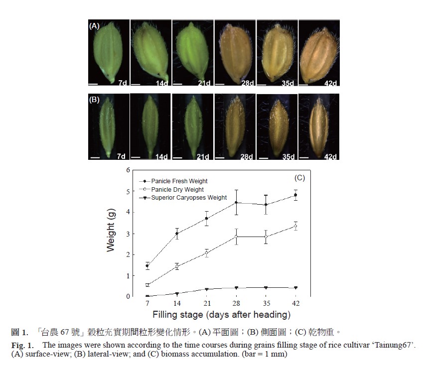 The images were shown according to the time courses during grains filling stage of rice cultivar ‘Tainung67’. (A) surface-view, (B) lateral-view, and (C) biomass accumulation. (bar = 1 mm)